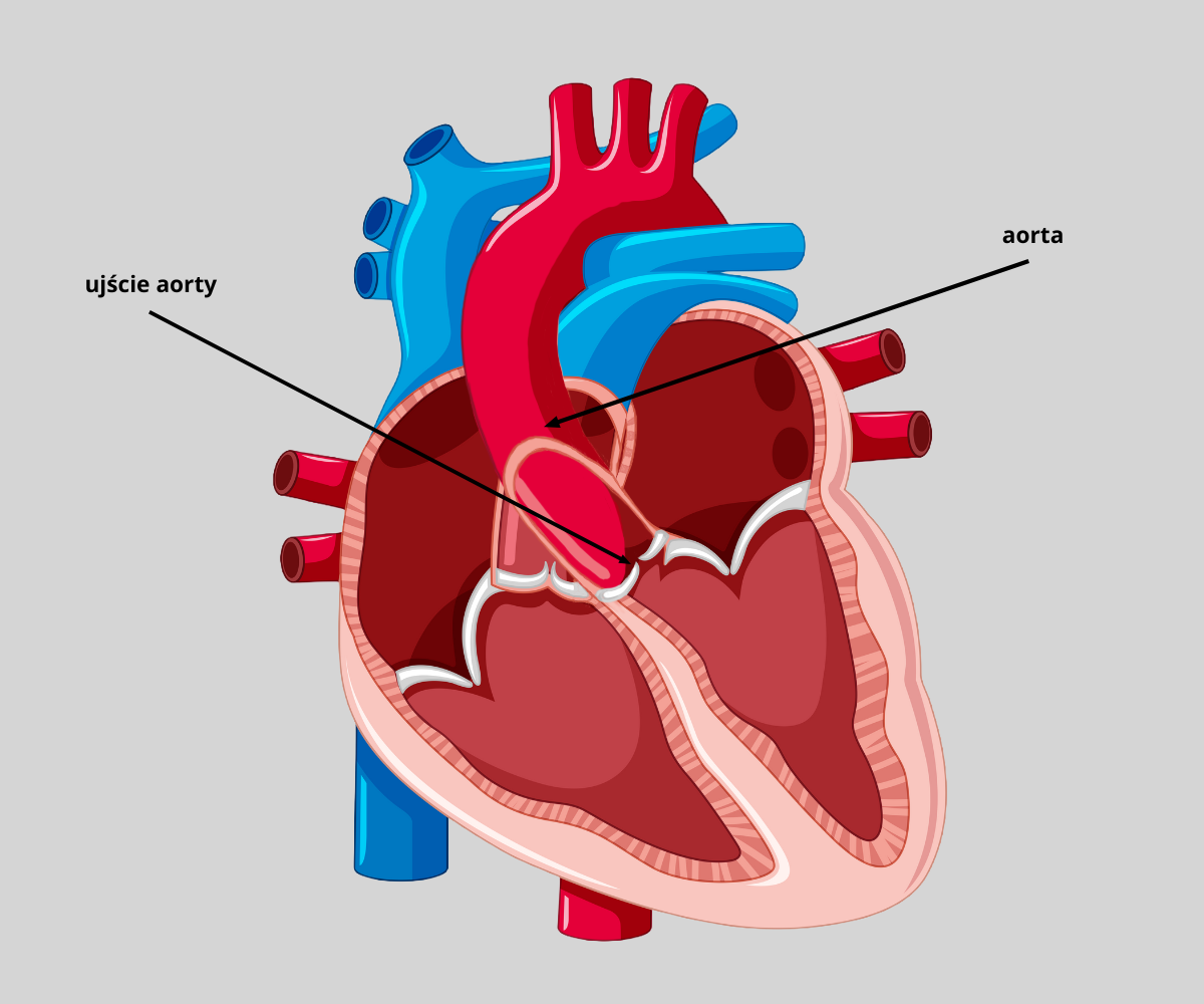 aorta zdrowe serce